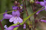 Sharpsepal beardtongue